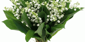muguet